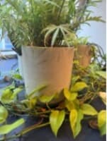 Plant Pot